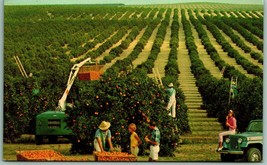 Golden Orange Harvest Farm Equipment Florida FL UNP Unused Chrome Postcard I8 - £3.06 GBP