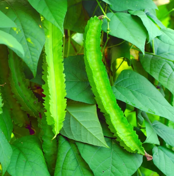 Fresh 20 Wing Bean Seeds For Planting Exotic Asian Winged Bean Garden - £14.61 GBP