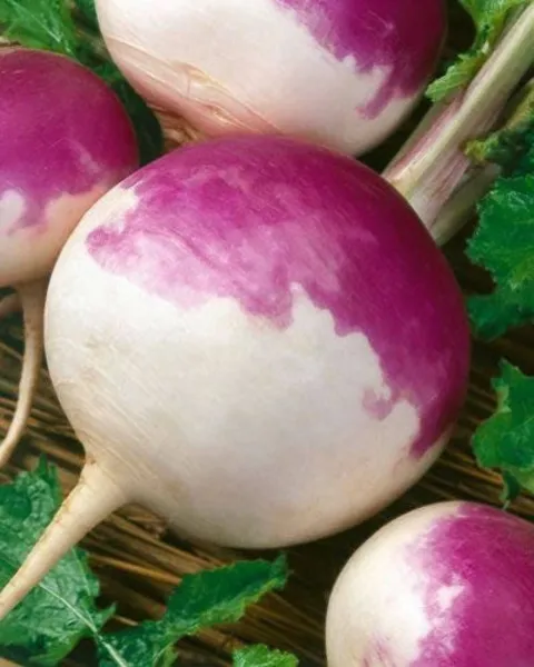 Top Seller 3000 Purple Top White Globe Turnip Brassica Rapa Vegetable Seeds - £11.46 GBP