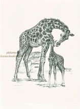 # 154 GIRAFFE with BABY wild life art print * Pen and ink drawing by Jan... - $12.50