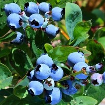 Top Hat Dwarf Blueberry 4 to 6 inch Live Starter Plant Vaccinium - £14.45 GBP