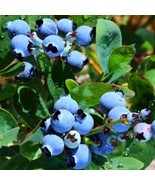 Top Hat Dwarf Blueberry 4 to 6 inch Live Starter Plant Vaccinium - £14.54 GBP