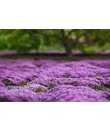 1000 Creeping Thyme Seeds Non GMO Heirloom Fast Grow - $191.42 MXN