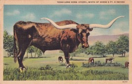 Texas Long Horn Steer Width Of Horns Over 9 Feet 6 Inches Curteich Postcard D47 - £2.39 GBP