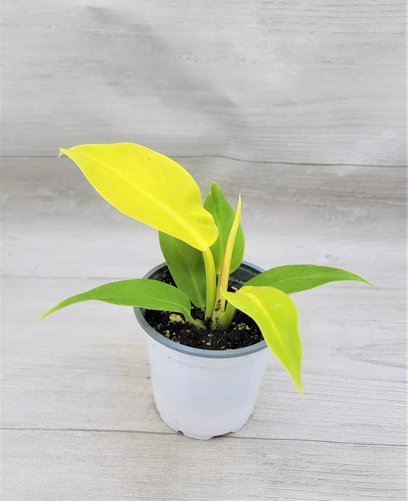 Philodendron Moonlight, Golden Goddess Philodendron live houseplant in 4&quot; Pot - £27.02 GBP