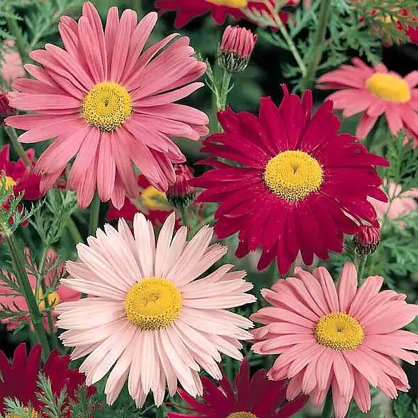 AW 300 Seeds Painted Daisy Flower Non Gmo Organic Herb Easy To Grow - £7.47 GBP