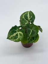 Syngonium Podophyllum Green and White, Arrowhead Vine in 2 inch Pot, Well Rooted - £7.52 GBP