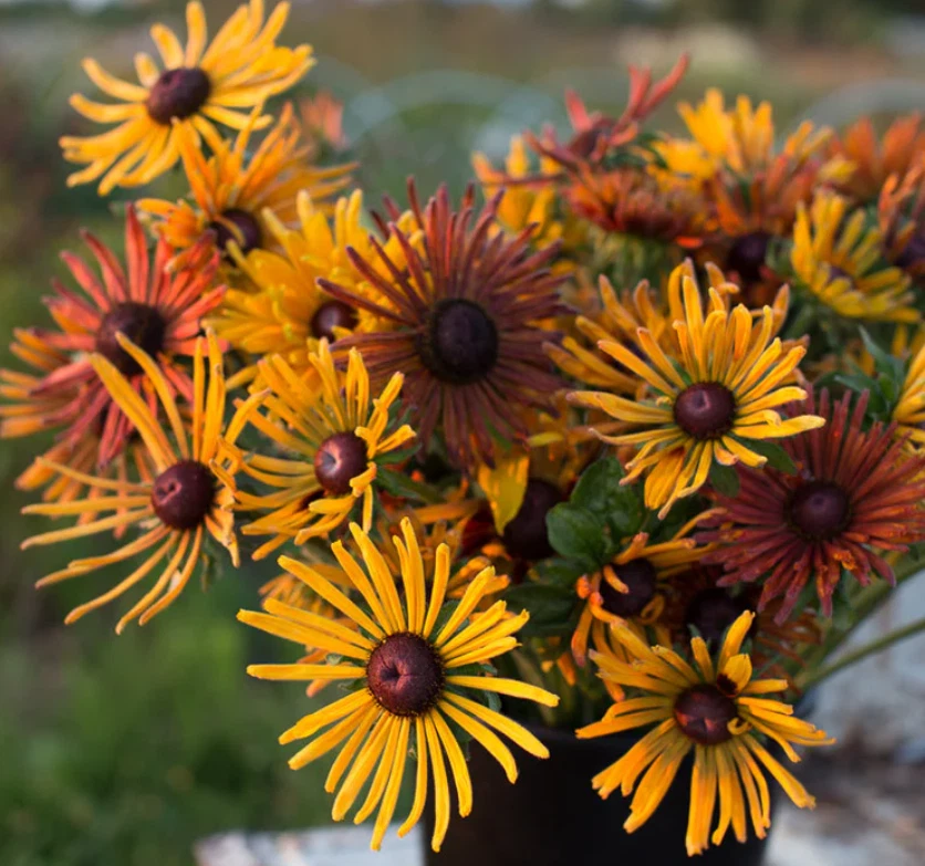 40 Seeds Black Eyed Susan Rudbeckia Flowers Seeds Non-GMO - $7.99