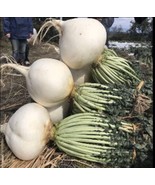 Fresh 1-Oz 1400 Sakurajima Mammoth Daikon Seeds さくら じま 櫻島大根; Gigantic No... - $29.90