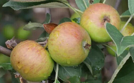 25 Stoke Red Apple Seeds Fresh Seeds USA - £7.90 GBP