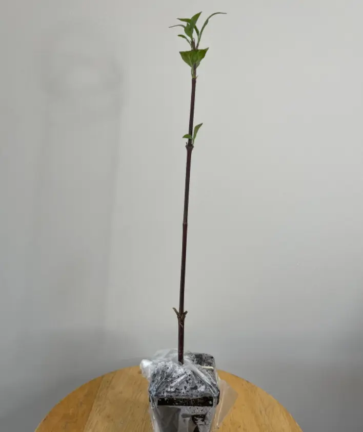 6-12&quot; Tall Live Plant 3&quot; Pot Japanese Snowball Shrub Viburnum plicatum - $79.90