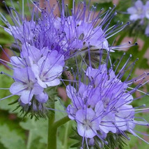 Lacy Phacelia Lavender Pollinators Bees Nongmo 1000 Fresh Seeds - £6.80 GBP