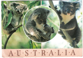 Australia Postcard Multi View Koala Bears Wildlife - £1.63 GBP