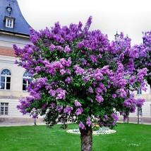 20 Common Lilac Purple Flower Tree Seeds Fragrant Hardy Perennial Garden... - $14.98