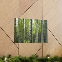 White Birch Trees in Green Forest Nature Wilderness Photography Canvas Wall Art - £70.55 GBP+