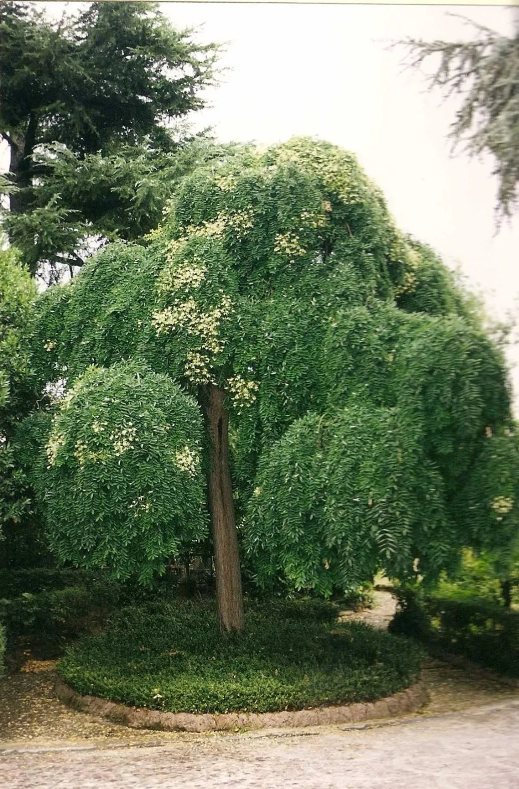 Japanese Pagoda, Sophora japonica, Tree Seeds (Fast, Showy, Fragrant, Bo... - $13.62
