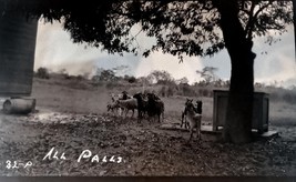 VINTAGE NEGATIVE; FARM ANIMALS IN THE PHILIPPINES; CIRCA 1912 - £15.69 GBP