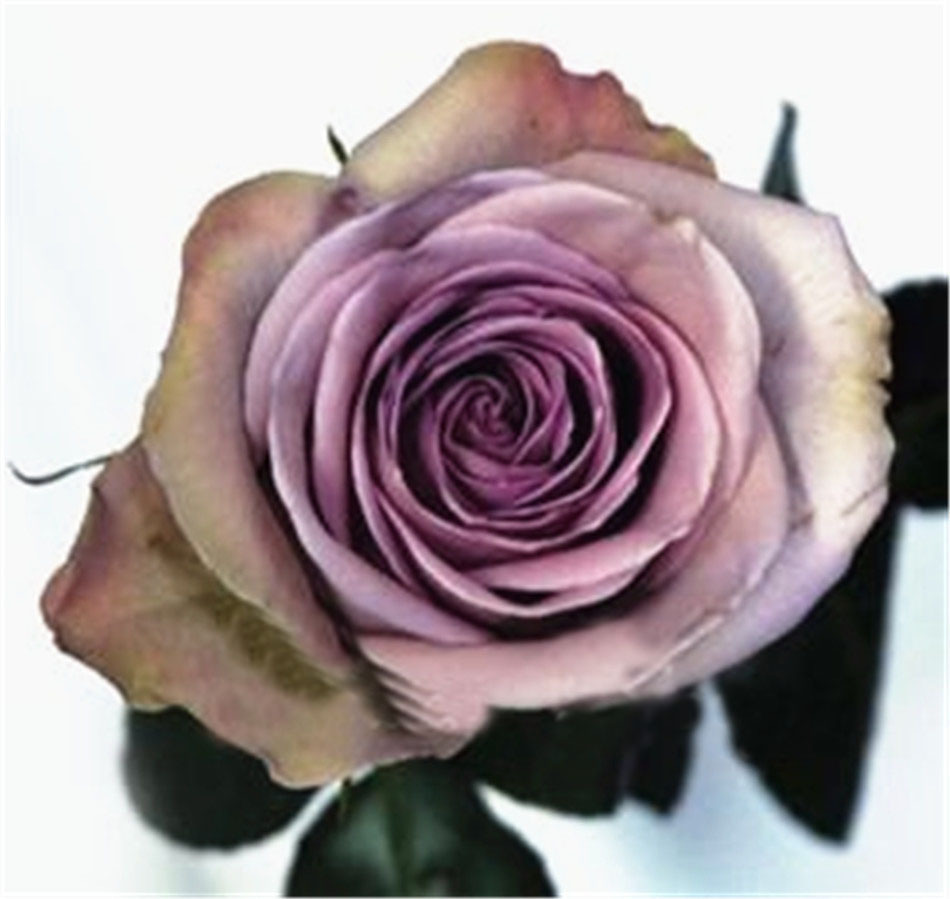 120Seeds Amnesia Rose Seeds DIY Home Garden Bush Bonsai Yard Flower So Special - $3.79