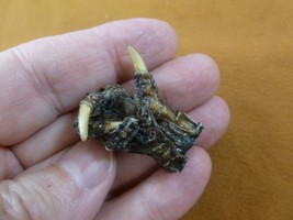 g630-309) XX SMALL Gator FOOT PAW ALLIGATOR TAXIDERMY feet claw weird ga... - $8.99
