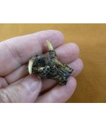 g630-309) XX SMALL Gator FOOT PAW ALLIGATOR TAXIDERMY feet claw weird ga... - $167.24 MXN
