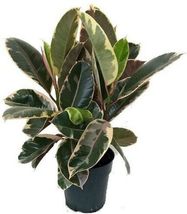 Ficus Tineke Rubber India Indoor Tree Plant Live Houseplant 4&quot; Pot - $39.99