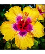 20 Yellow Pink Hibiscus Seeds Flower Perennial Flower Tropical Seed Fres... - $173.12 MXN