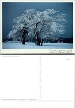Germany Baden-Württemberg Schwarzwald Schauinsland Snow Beech Trees VTG ... - $9.40