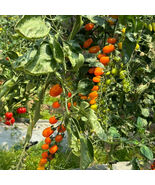Orange Fountain Tomato Exceptionally high sugar content idealfresh eatin... - $237.95 MXN