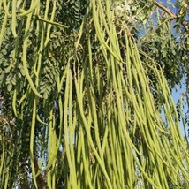 Fast Ship USA Seller Moringa Oleifera Odc 5 Seeds - $23.02