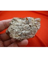 (k-3046) 55 g Rare Kauri tree Gum copal young Amber New Zealand Tane Mahuta - $1,336.06 MXN