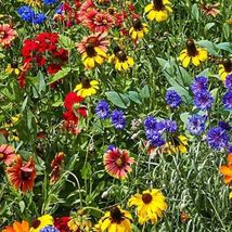 Southeast Wildflower Mix Flowers Seeds #STH08 - $18.17