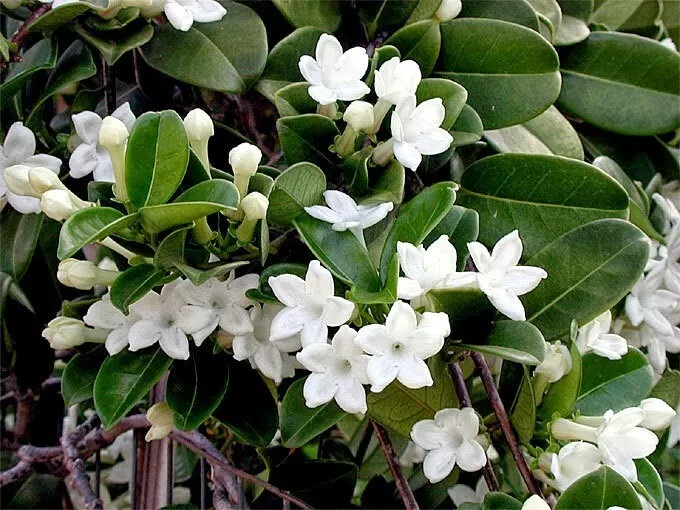 Stephanotis Floribunda: 5 Seeds of Madagascar Jasmine &amp; Waxflower - $10.09