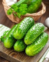 US Seller 25 Seeds South Dakota Cucumbers Great Tasting Crunchy Cucks Veg - £9.15 GBP