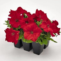 Petunia Success Hd Red 50 Pelleted Petunia Seeds Fresh Garden - $15.53