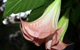 15 CUTTINGS 6+” Florida Brugmansia  Angel Trumpet Fragrant Flower Tropical Plant - £29.89 GBP