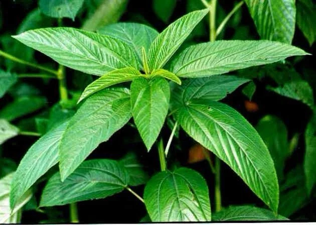 100 Grams Bangladeshi sweet Jute seeds , Egyptian Spinach , Corchorus Ol... - $17.14