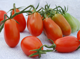 50 + Seeds  Baby Grape Tomato Juicy Tomatoe Vegetable Garden Edible Food... - $8.94