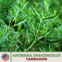 AD Tarragon Seeds Artemisia Dracunculus Culinary Non Gmo Home Garden - $13.26