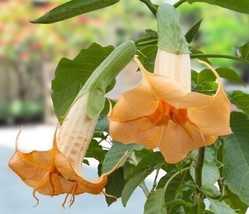 15+ Seeds AngelS Trumpet Orange Julius  House Plant-  Garden- Flowers - $5.25