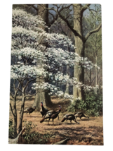 Vintage Walter A Weber Springtime Turkeys Feeding Dogwoods Wye Oak Trees print - £10.71 GBP