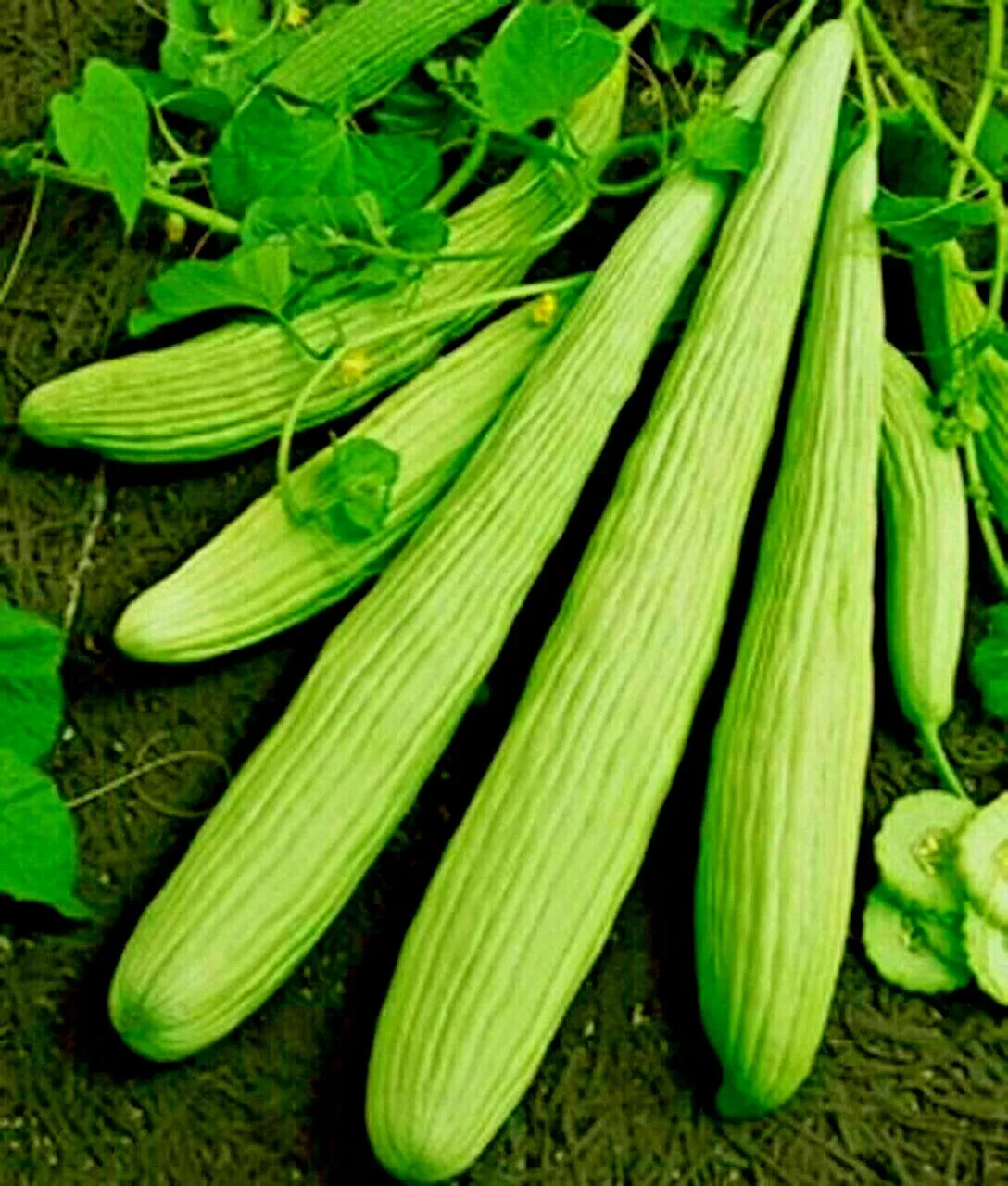 41 Armenian Cucumber The Duke No Peel Tzatziki Yogurt Sauce 18-36&quot;  Long - £6.62 GBP