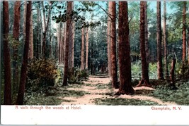A walk through the woods at Hotel Champlain New York Postcard - £8.72 GBP