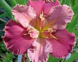 Live Plant Peaches and Wine Iris - £28.39 GBP