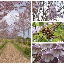 New Fresh USA Seller 100 Royal Empress Tree Seeds Paulownia Tomentosa Purple Flo - £4.55 GBP