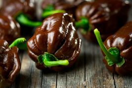 20 Chocolate Habanero Capsicum chinense Perennial seeds  - £3.64 GBP