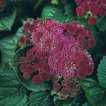 50 Wine Colored Ageratum Flower Seeds Self Seeding AnnualFrom US - £6.60 GBP