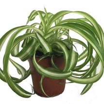 Bonnie Curly Spider Plant Easy Cleans The Air 4 inch Pot Grown By Gardens - $25.98