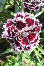 50 Velvet N Lace Dianthus Plumarius Flower Seeds * - £4.47 GBP