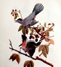 Gray Catbird Bird Lithograph 1950 Audubon Antique Art Print DWP6D - $29.99