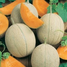 Hearts Of Gold Cantaloupe 25 Seeds.  HeirloomOrganic.. From US - $8.95